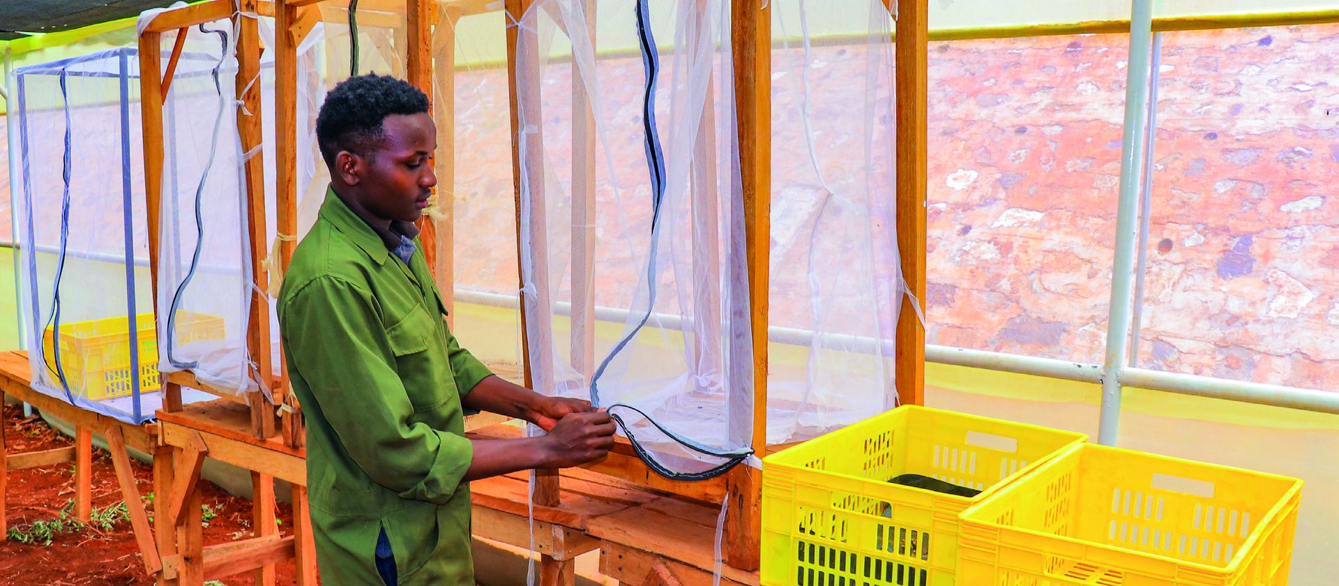 A technician at work inside the Black Soldier Fly rearing facility at the University of Embu.
